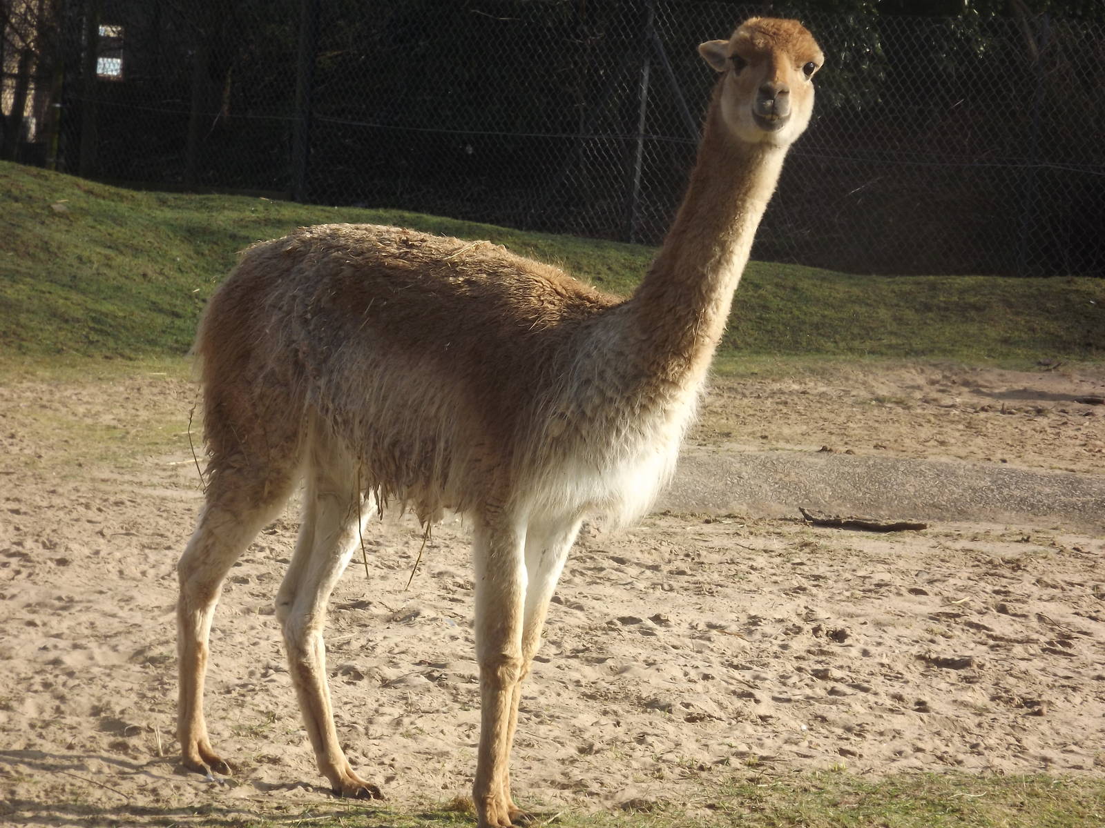 Vicuna at Blackpool Zoo 25/03/12