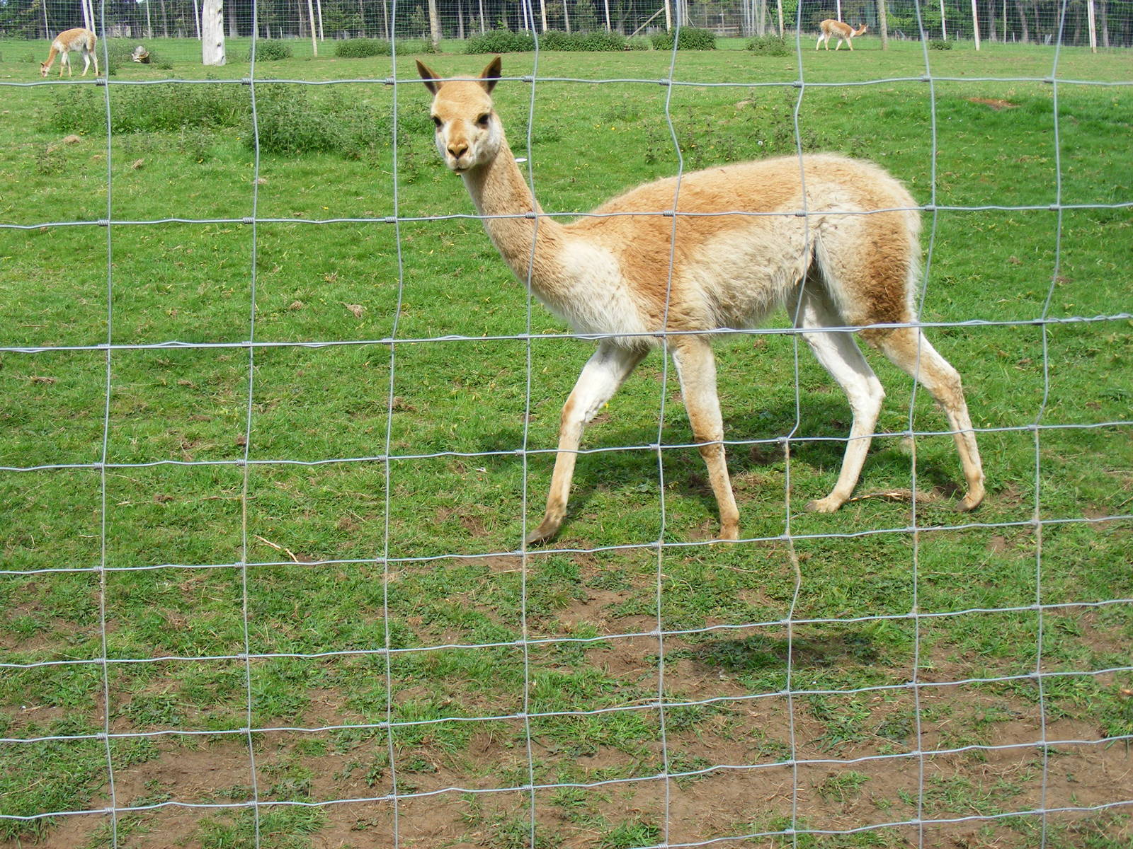 Vicuna at Edinburgh Zoo, 21 May 2010