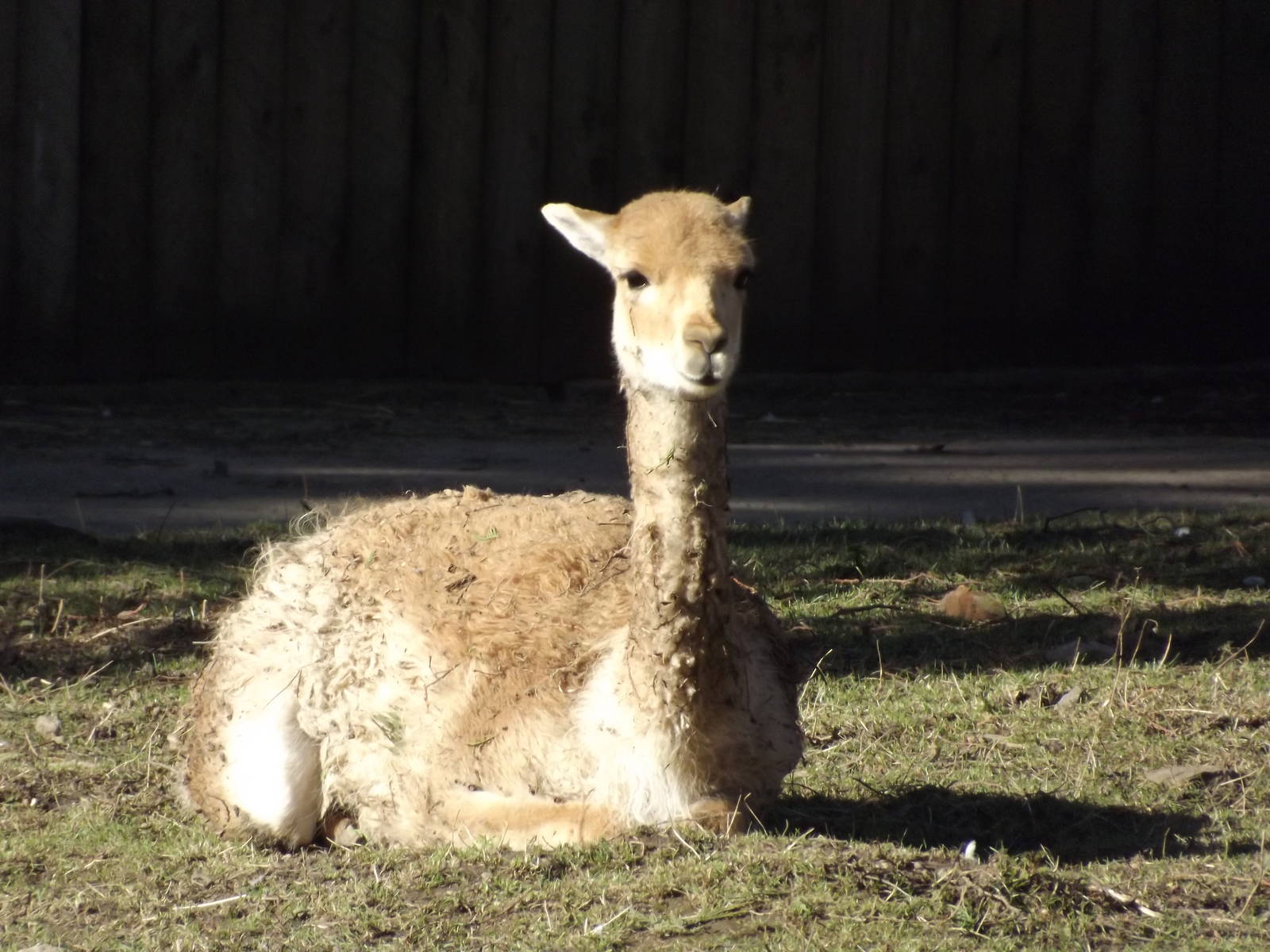 Vicuna at Flamingoland 19/02/12