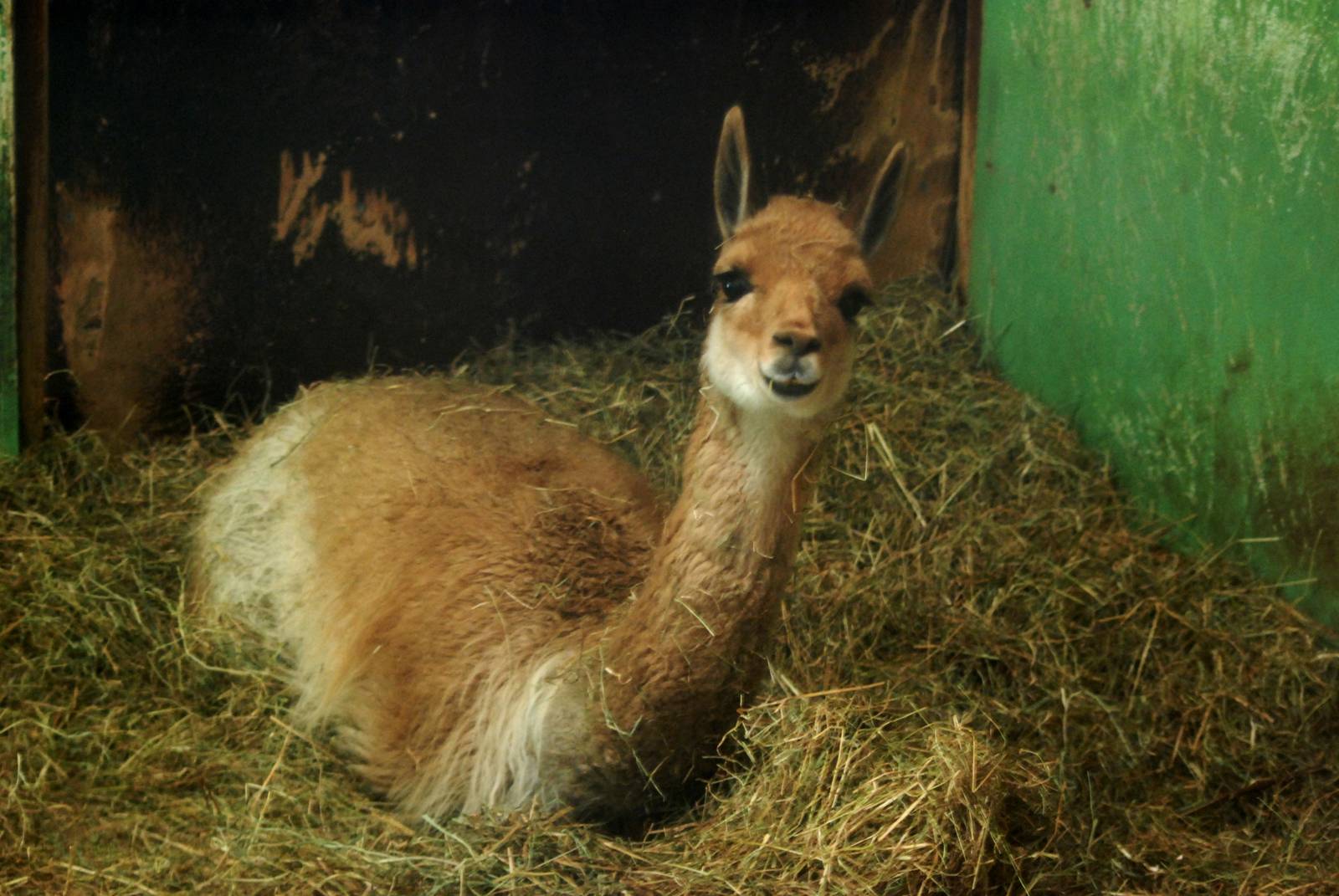 Vicuna at Whipsnade, 07/12/12