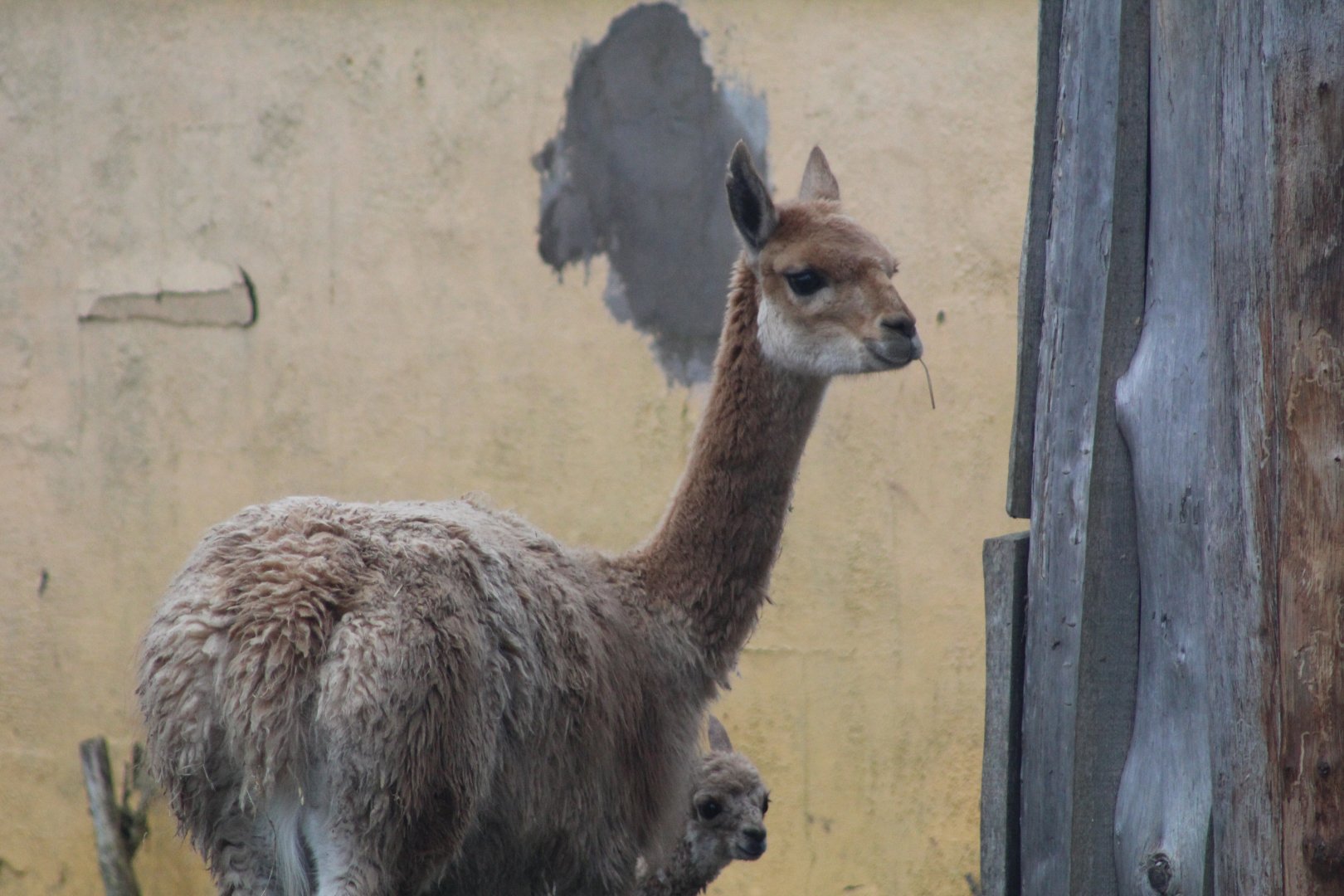 Vicuña Bluebell & Her Offspring