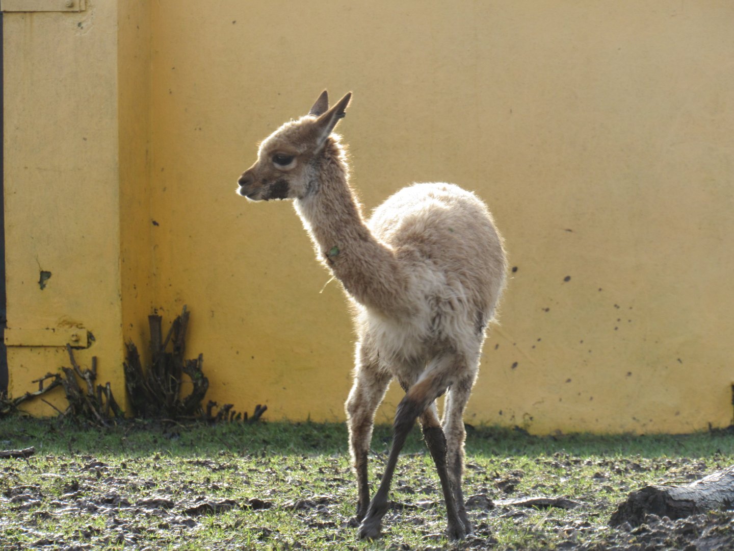 Vicuña calf