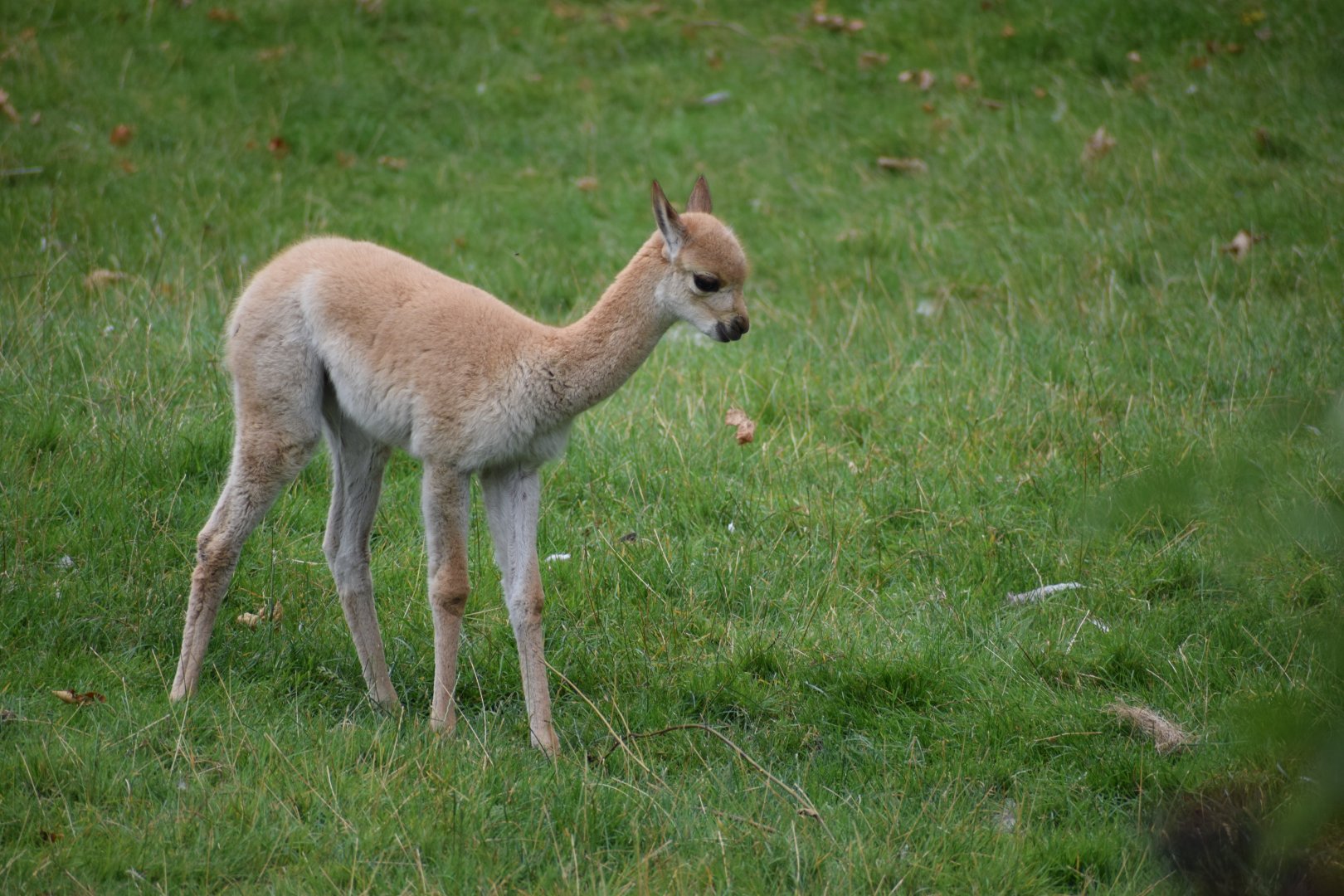 Vicuña calf