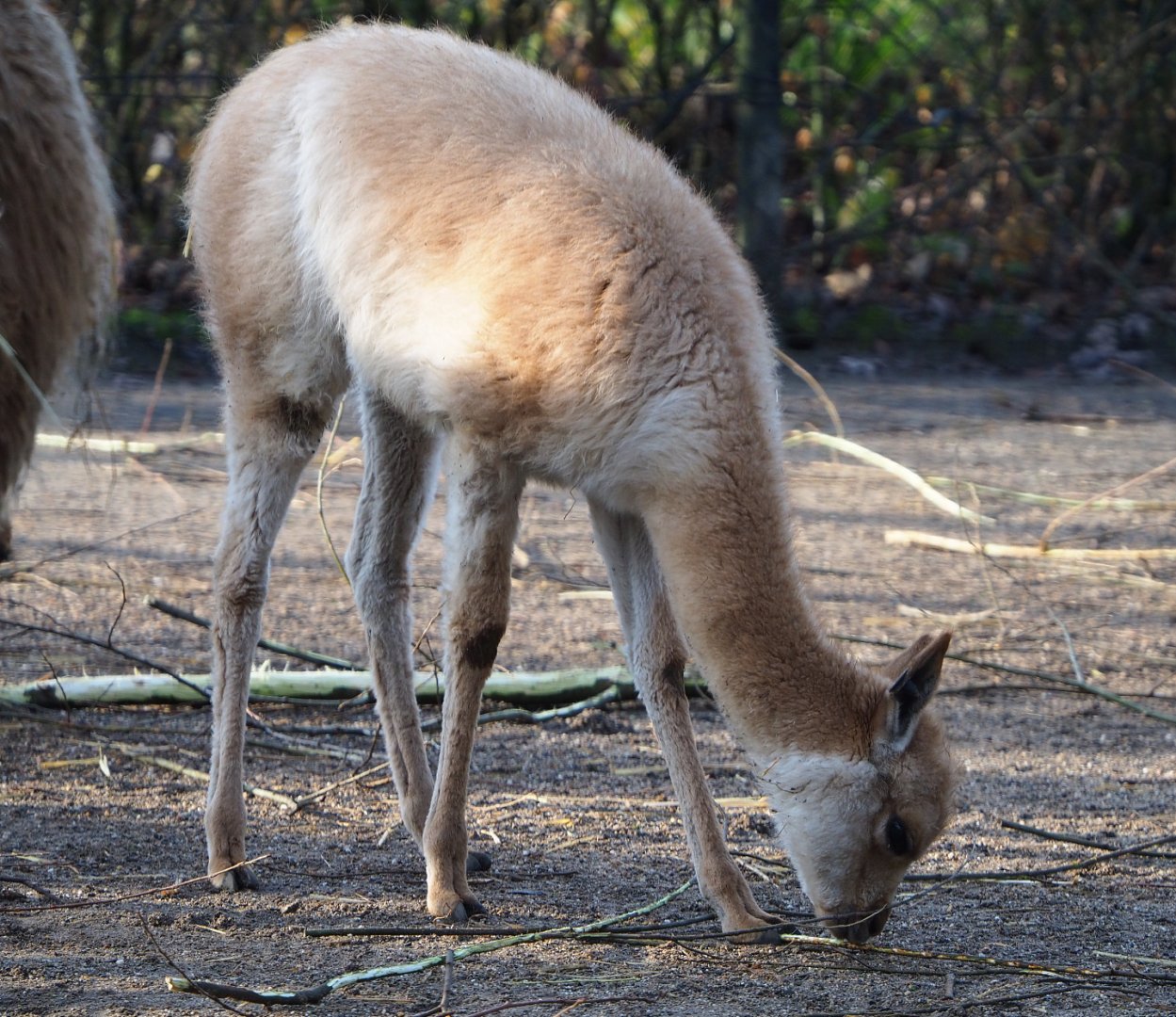 Vicuña cria (Vicugna vicugna), 2019-12-28