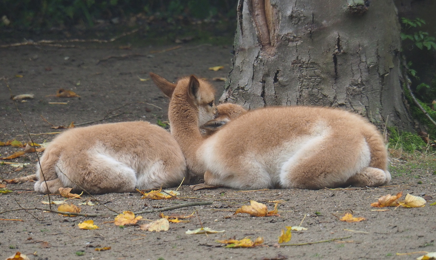 Vicuña crias (Vicugna vicugna), 2021-10-10