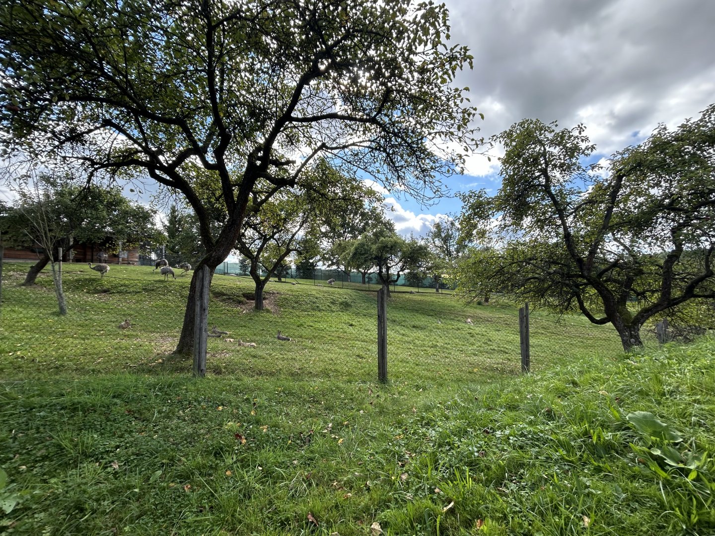 Vicuña & Darwin’s Rhea Exhibit