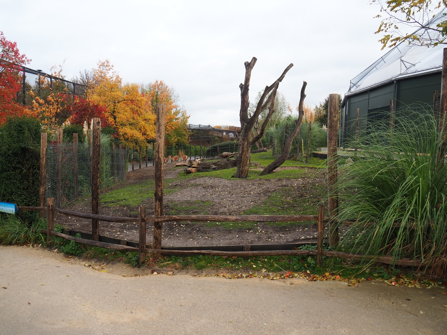 Vicuna - Darwin's rhea paddock (Nov 10th, 2018)