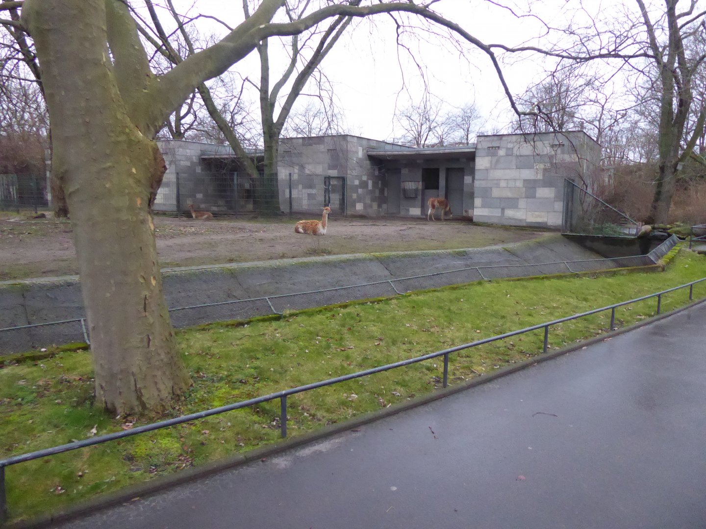 Vicuna enclosure 290118