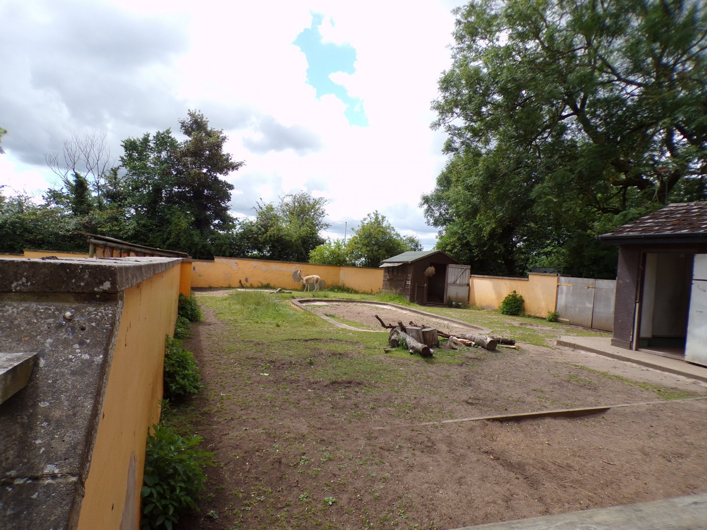 Vicuña enclosure 7.7.24