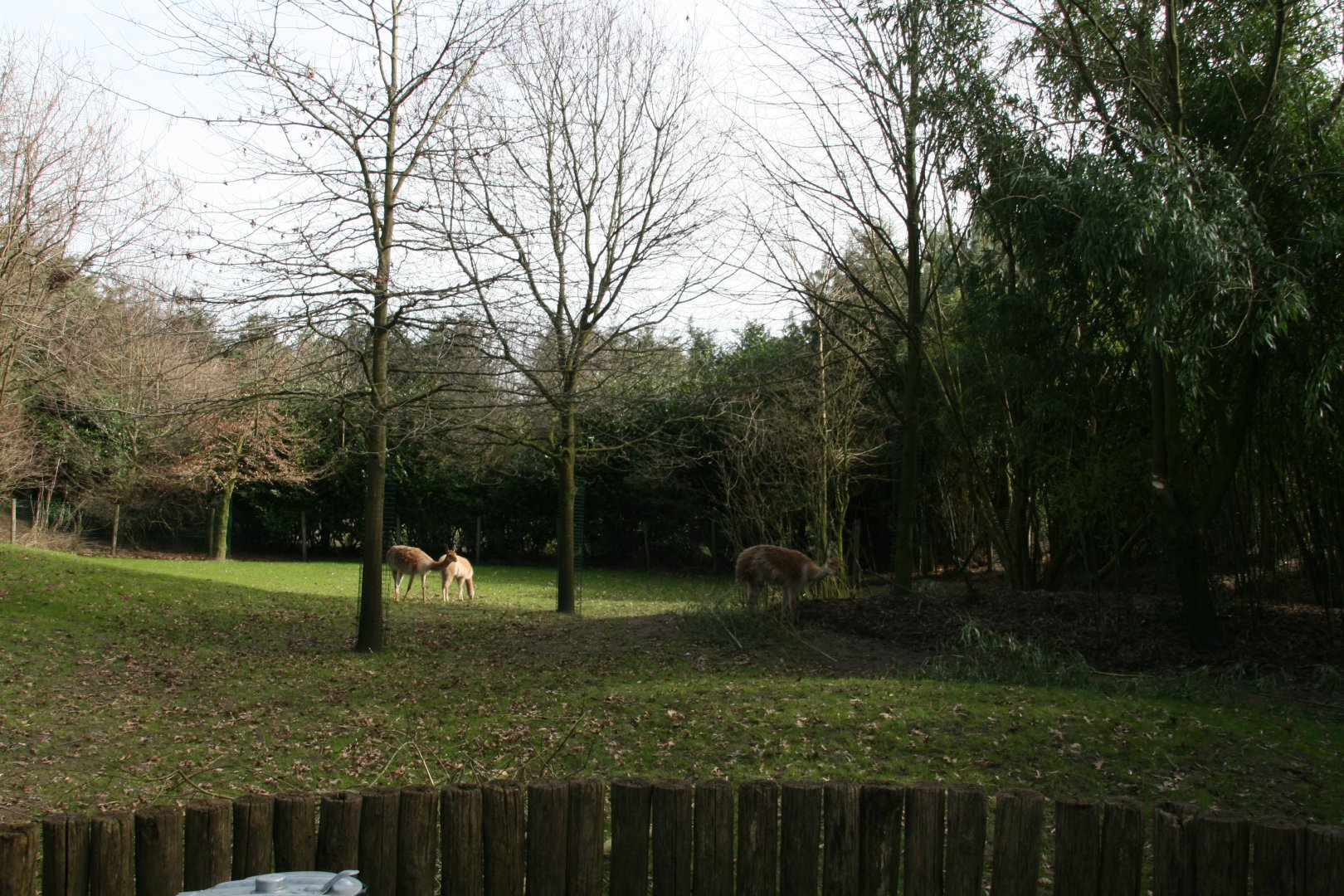 Vicuna enclosure