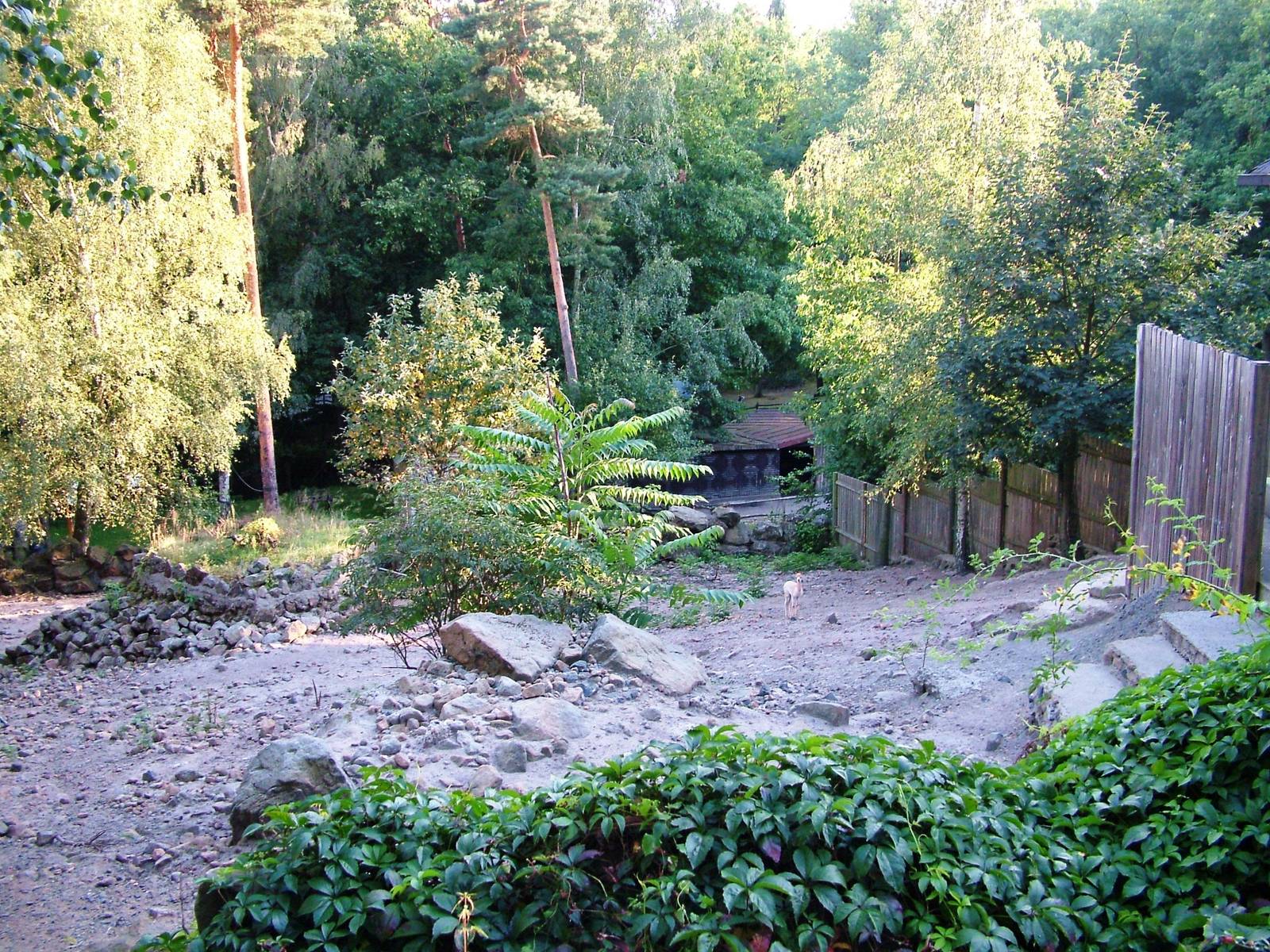 Vicuna Exhibit at Decin, 28/08/12