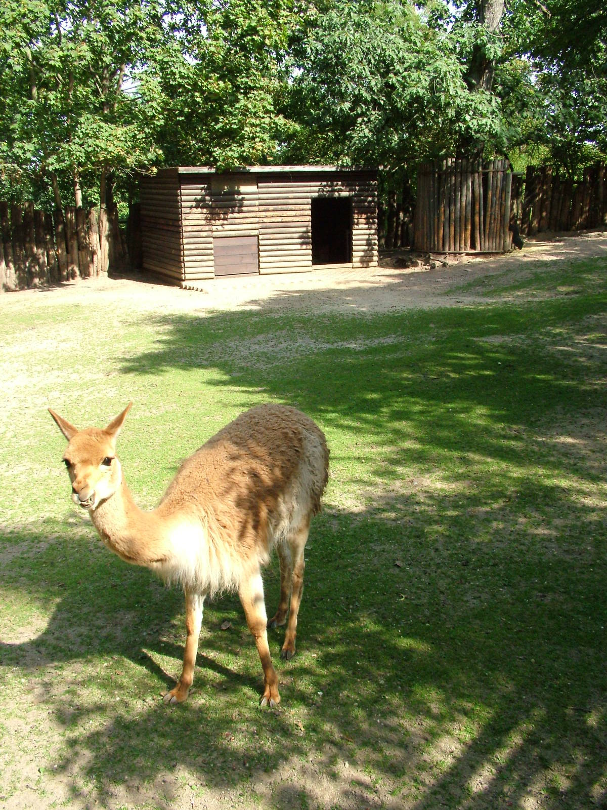 Vicuna Exhibit at Halle, 04/09/11