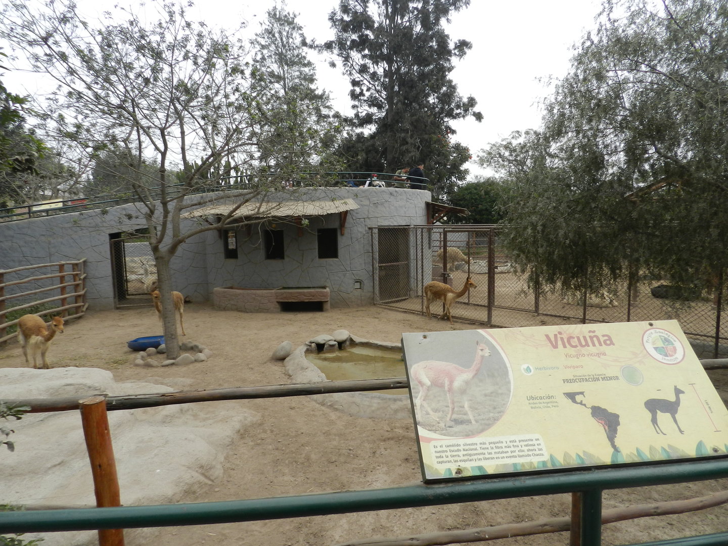 Vicuña exhibit - Parque Zoológico Huachipa