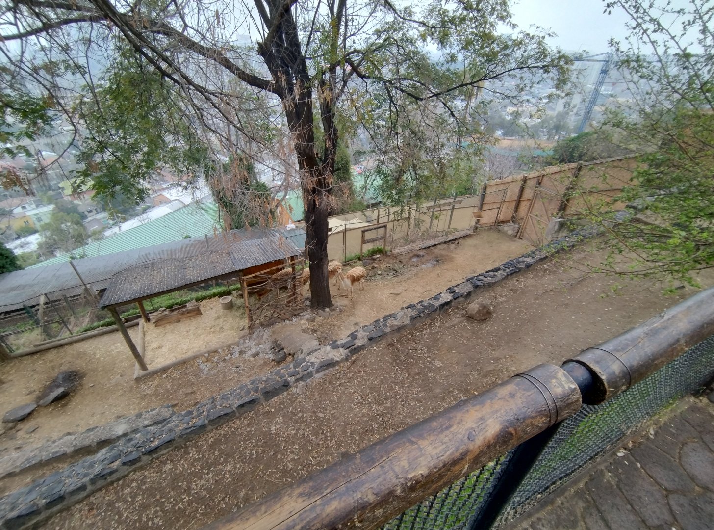 Vicuña exhibit - Santiago Zoo (Zoologico nacional)