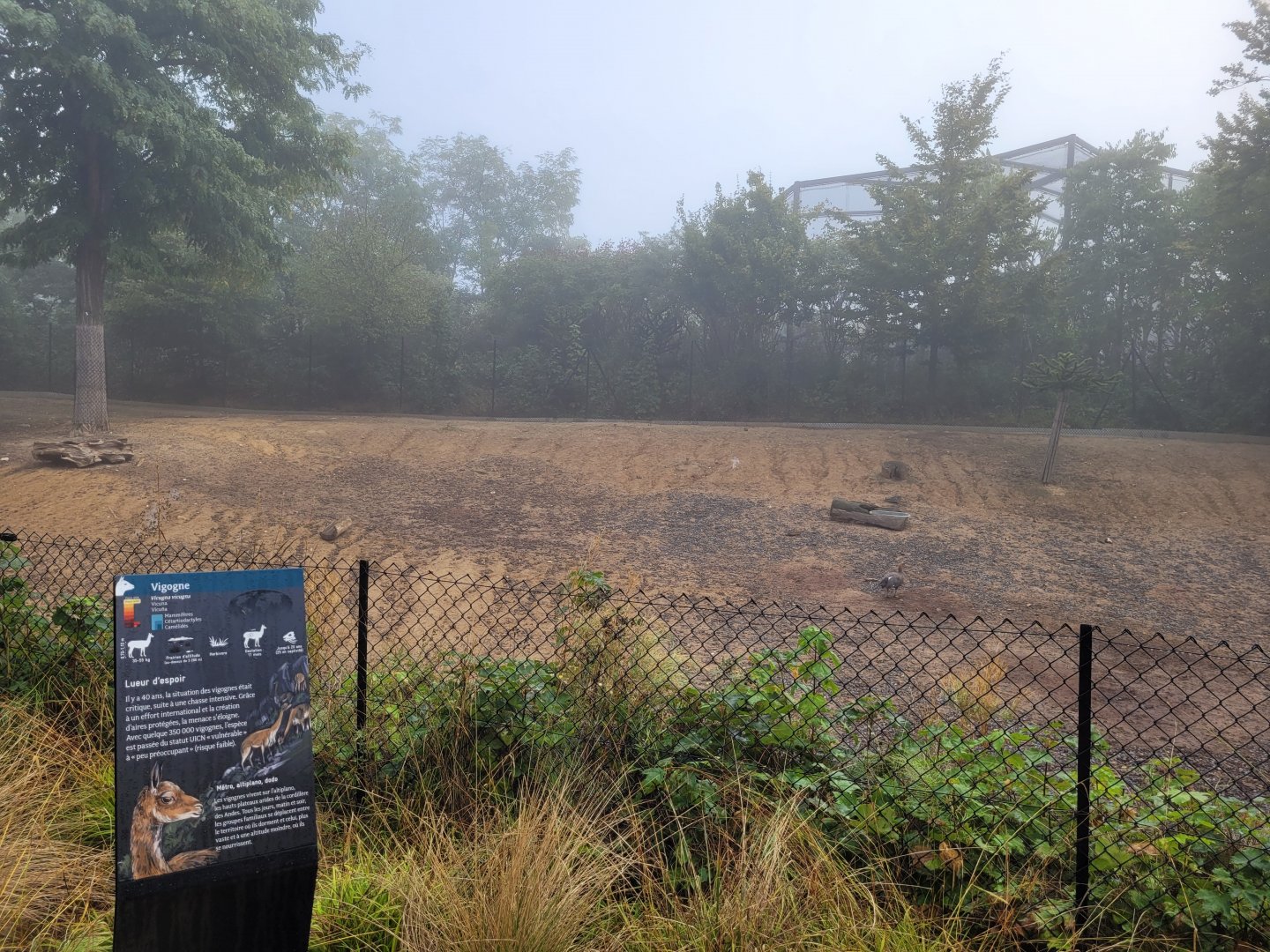 Vicuña, Greater rhea and Upland goose exhibit -Parc Zoologique de Paris (2022)