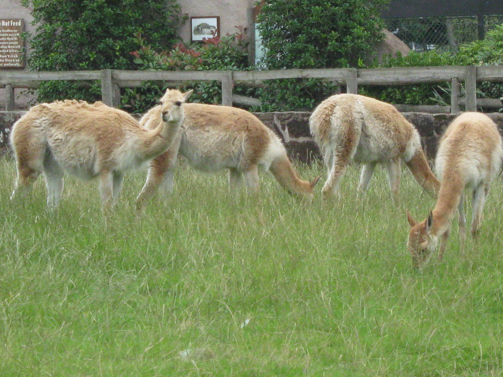 Vicuna herd - August 2009