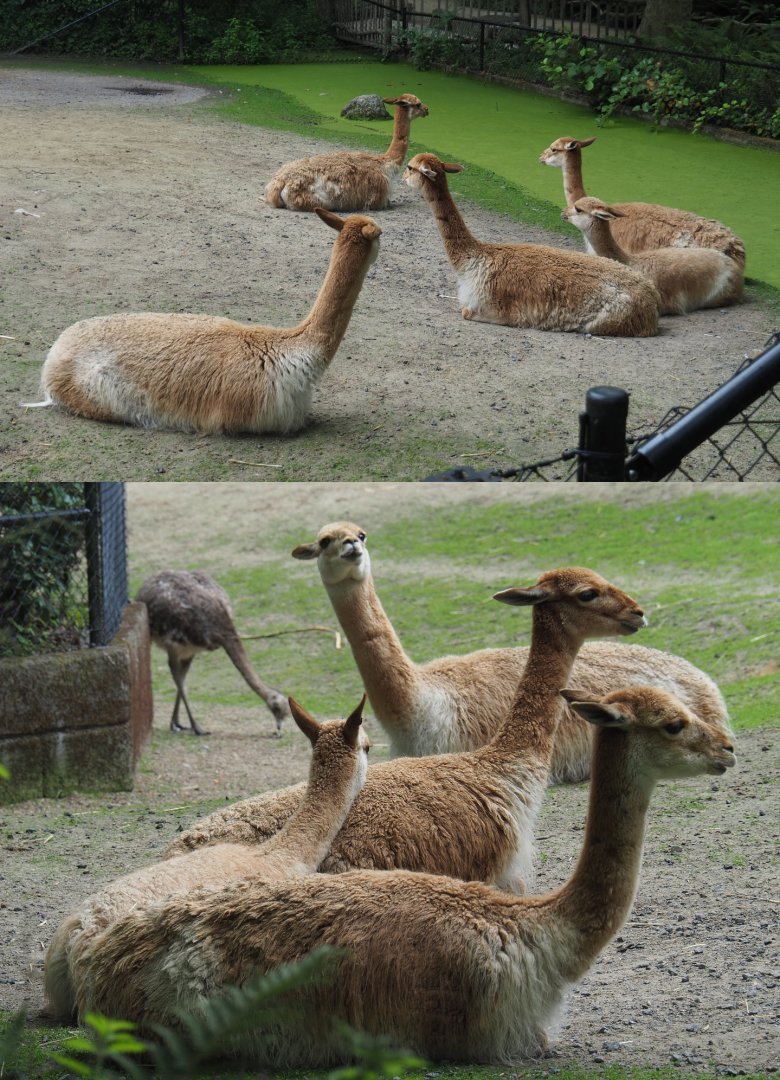 Vicuña herd (Vicugna vicugna), 2020-07-14