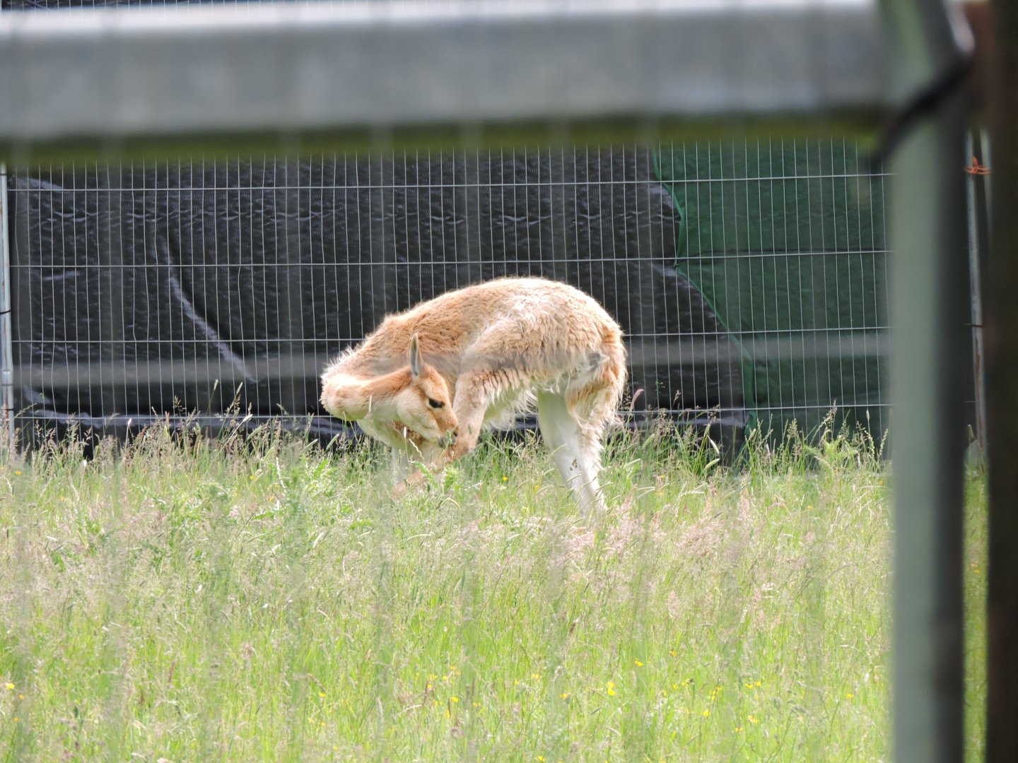 Vicuna in old Musk Ok enclosure