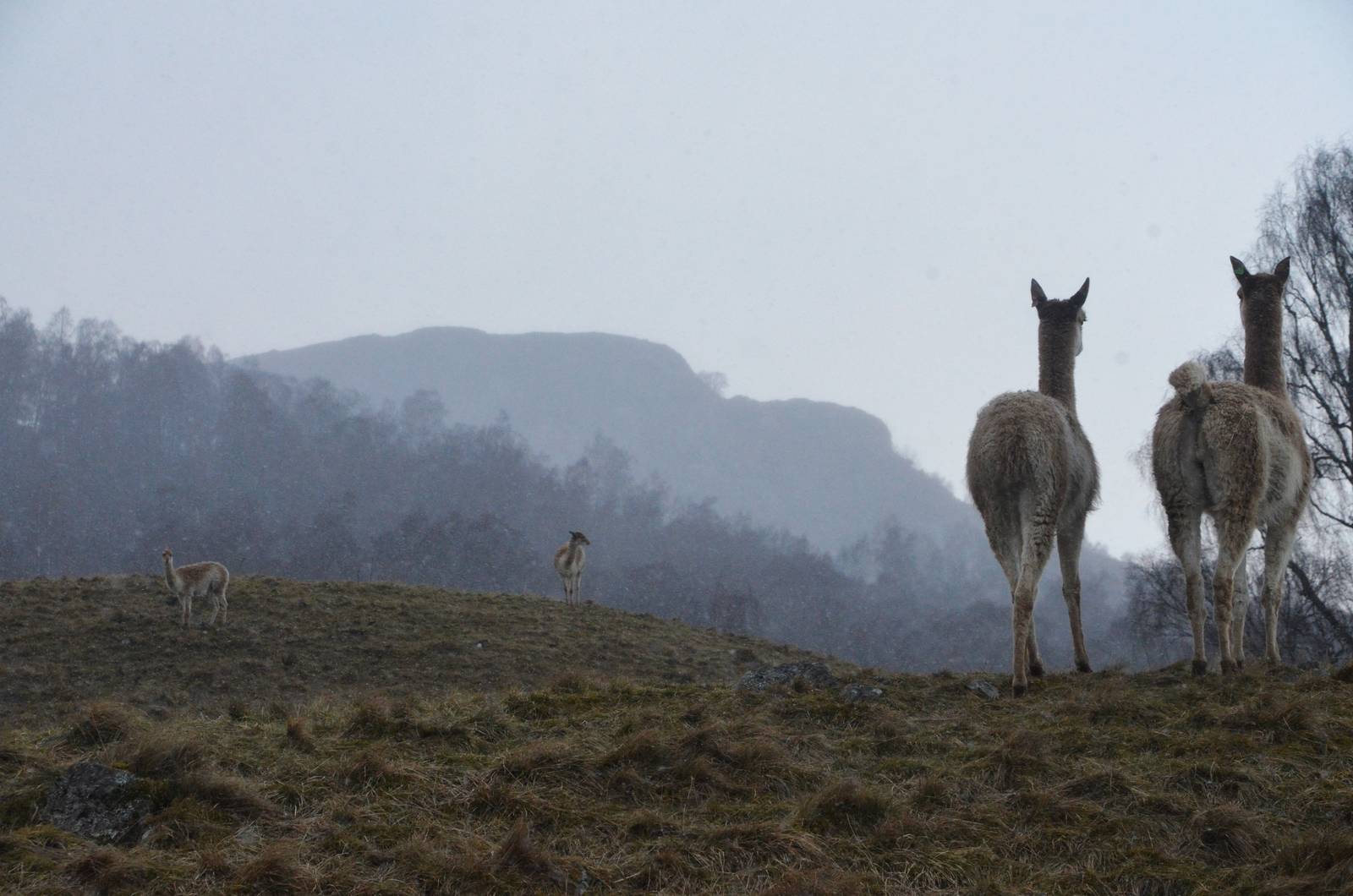 Vicuna in Perspective at Highland WP, 10/02/16