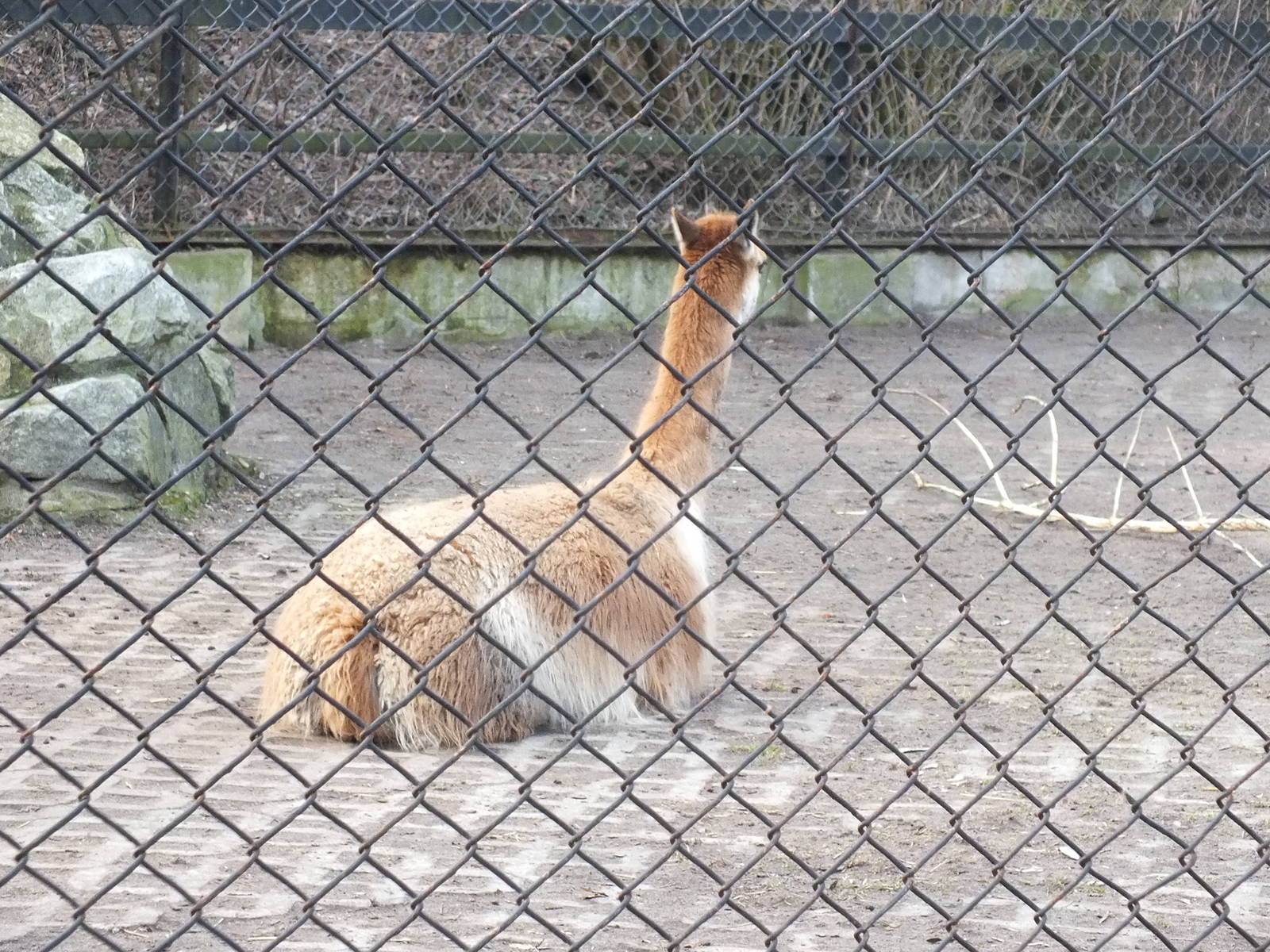 Vicuna in Quarantine waiting to go to the USA