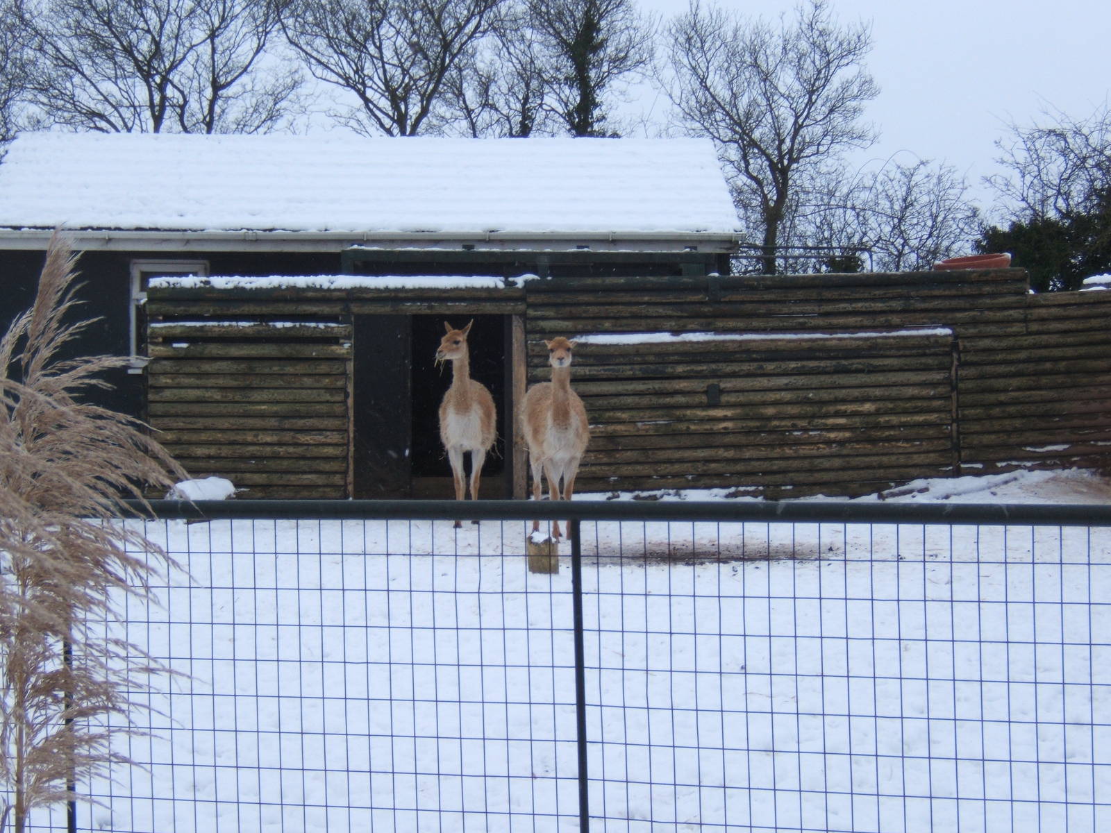 Vicuna in snow