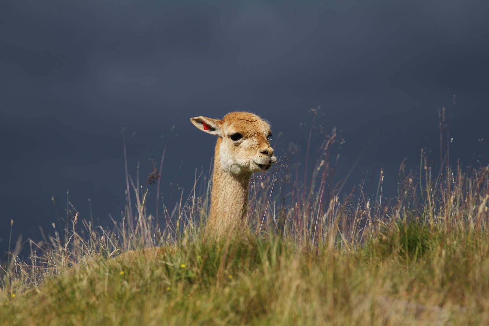 Vicuna In The Grass