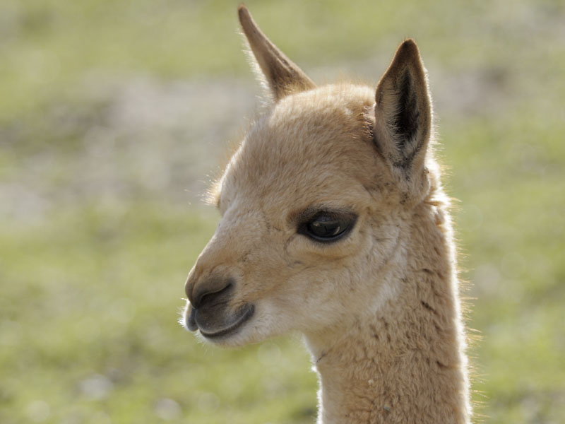 Vicuna infant