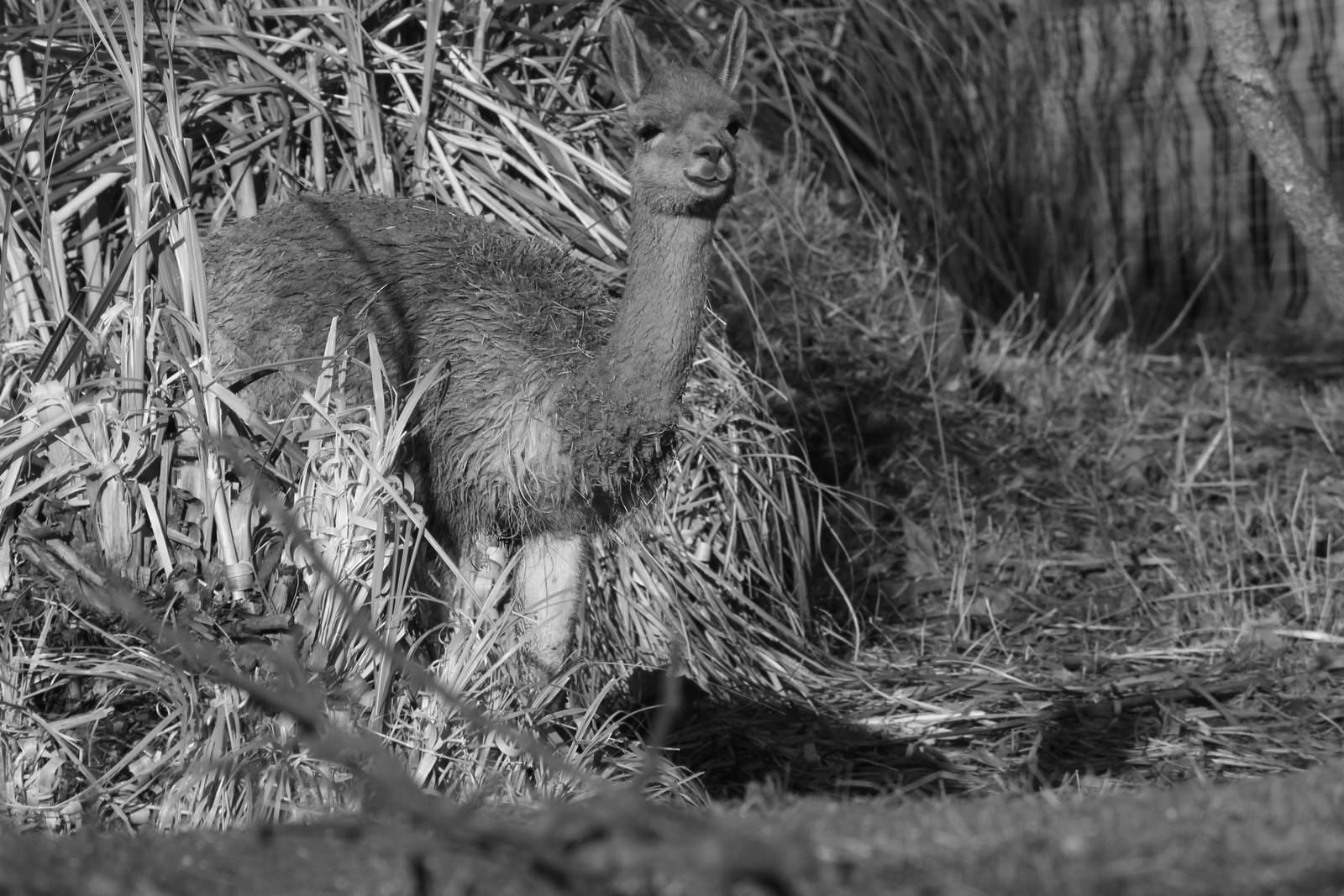 Vicuna, January 2014