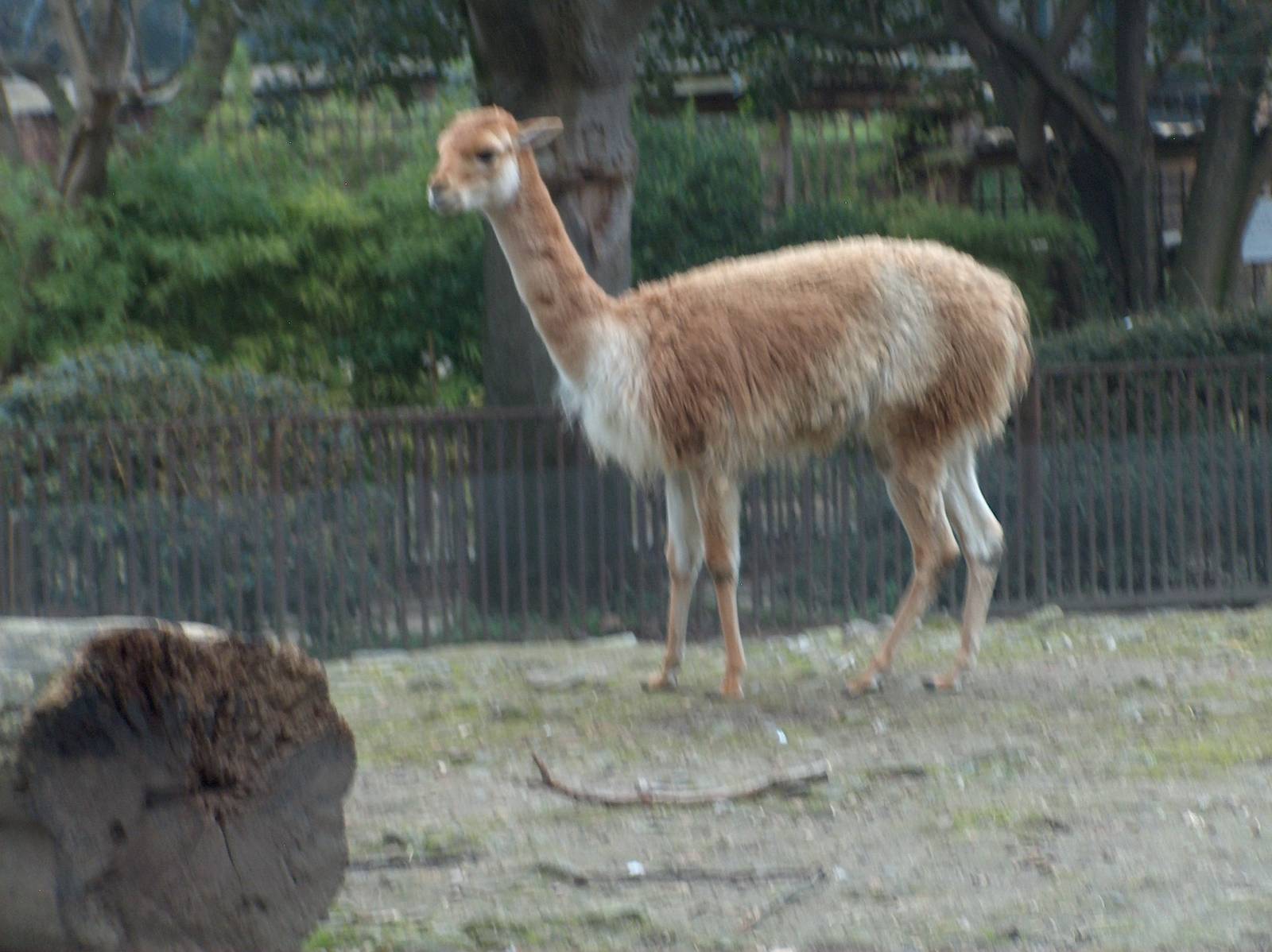 vicuna jardin des plantes march 2008