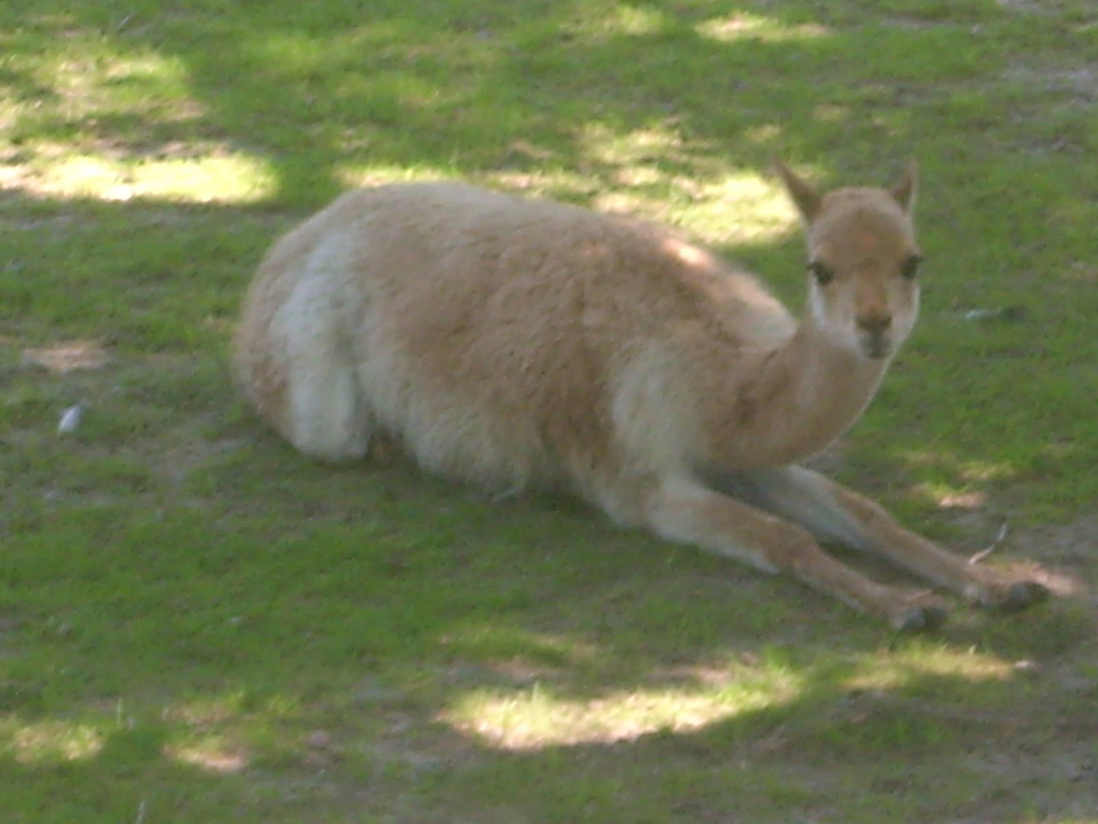 vicuna kolmården zoo