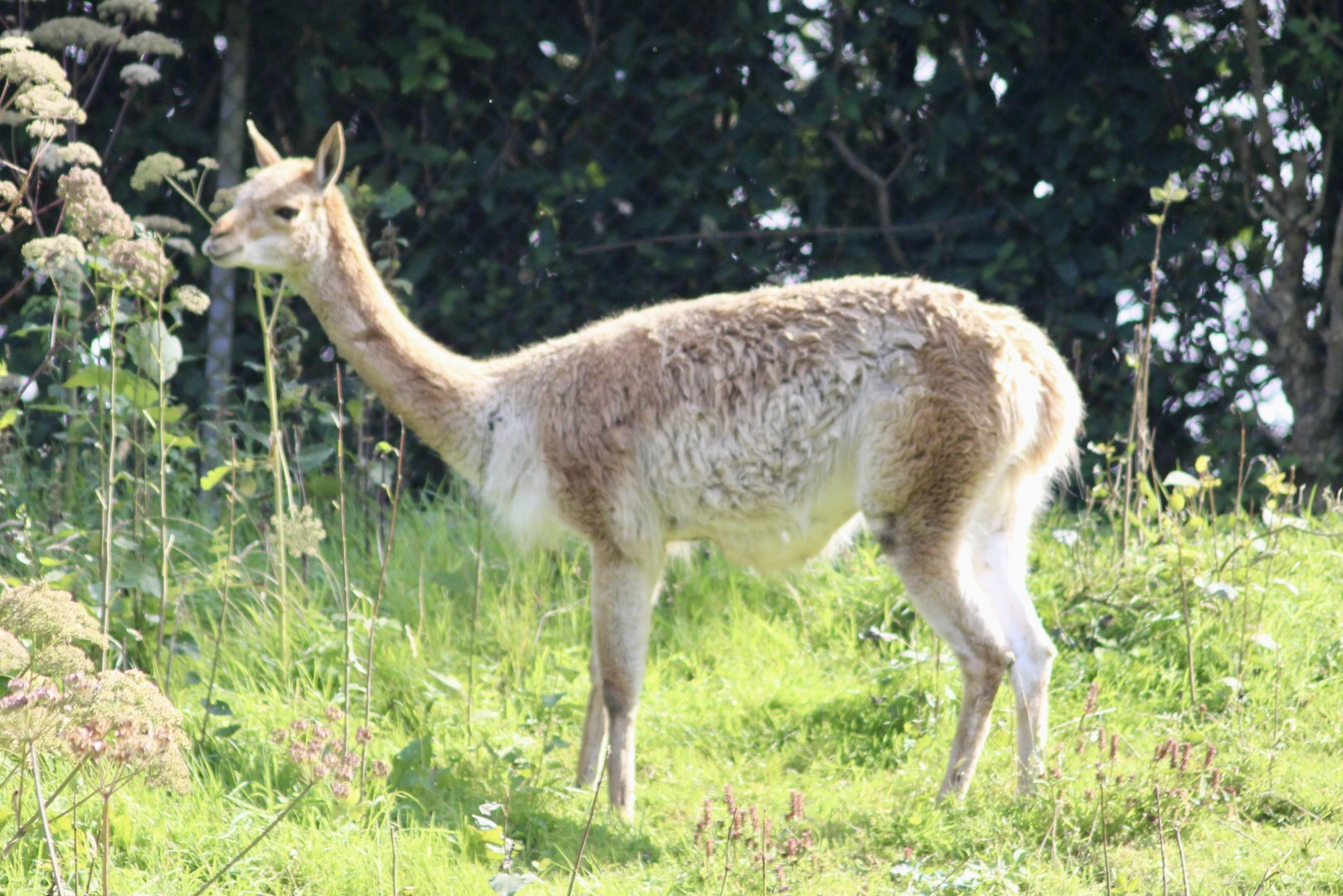 Vicuña (Lama vicugna) - August 2024