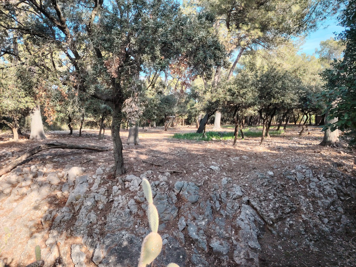 Vicuña (Lama vicugna) Exhibit