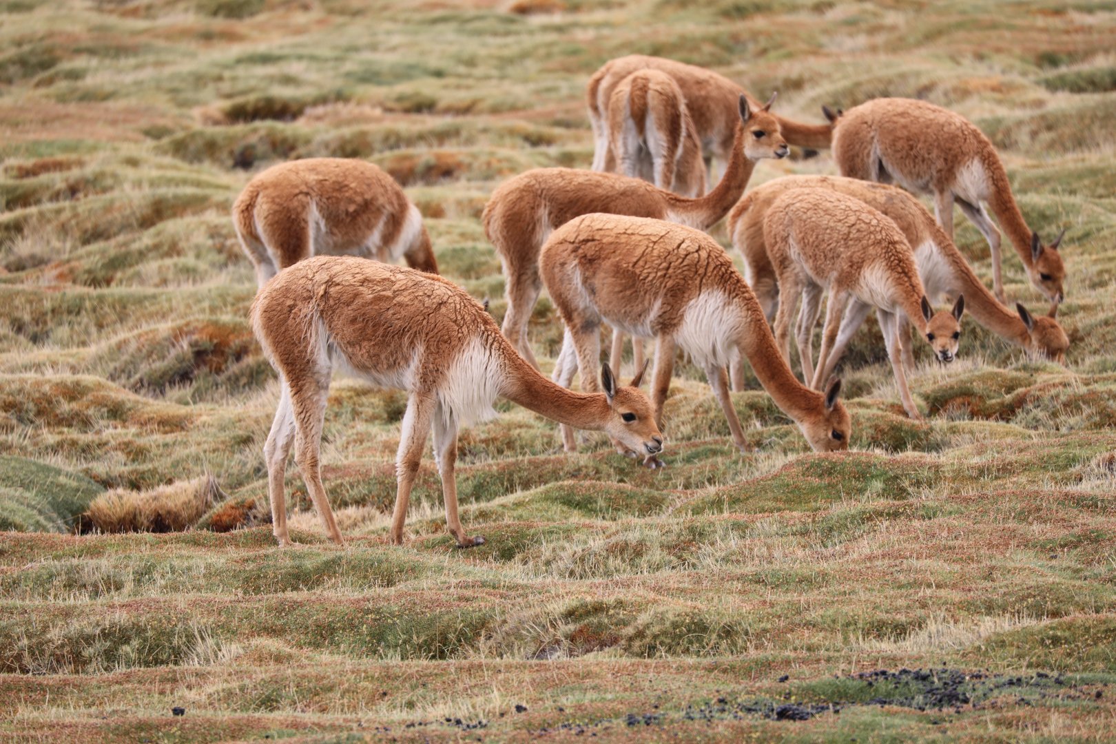 vicuña (Lama vicugna)