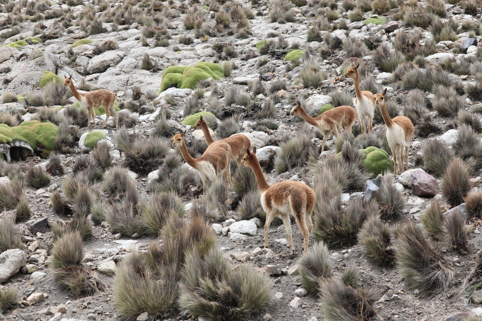 vicuña (Lama vicugna)