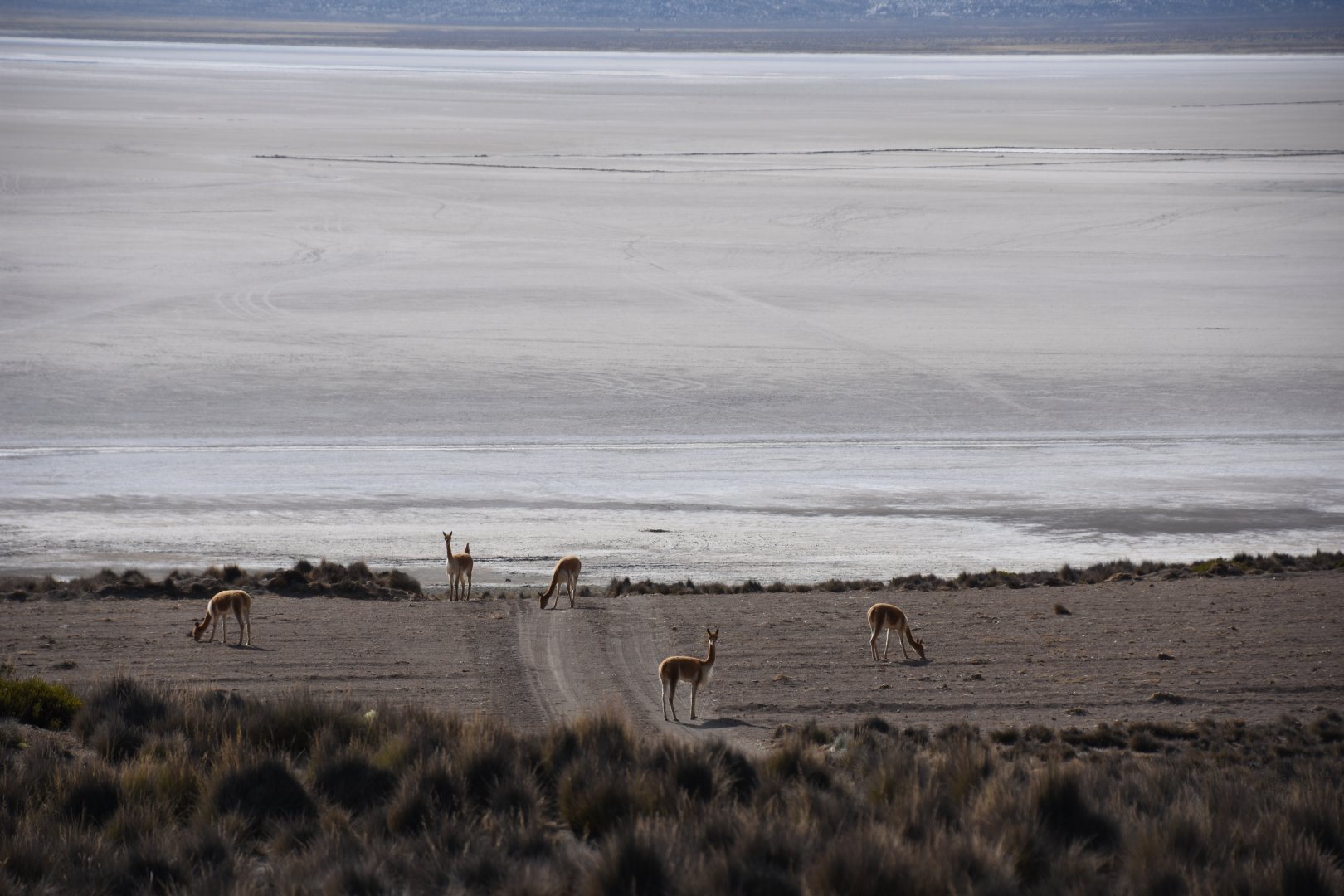 Vicuña (Lama vicugna)