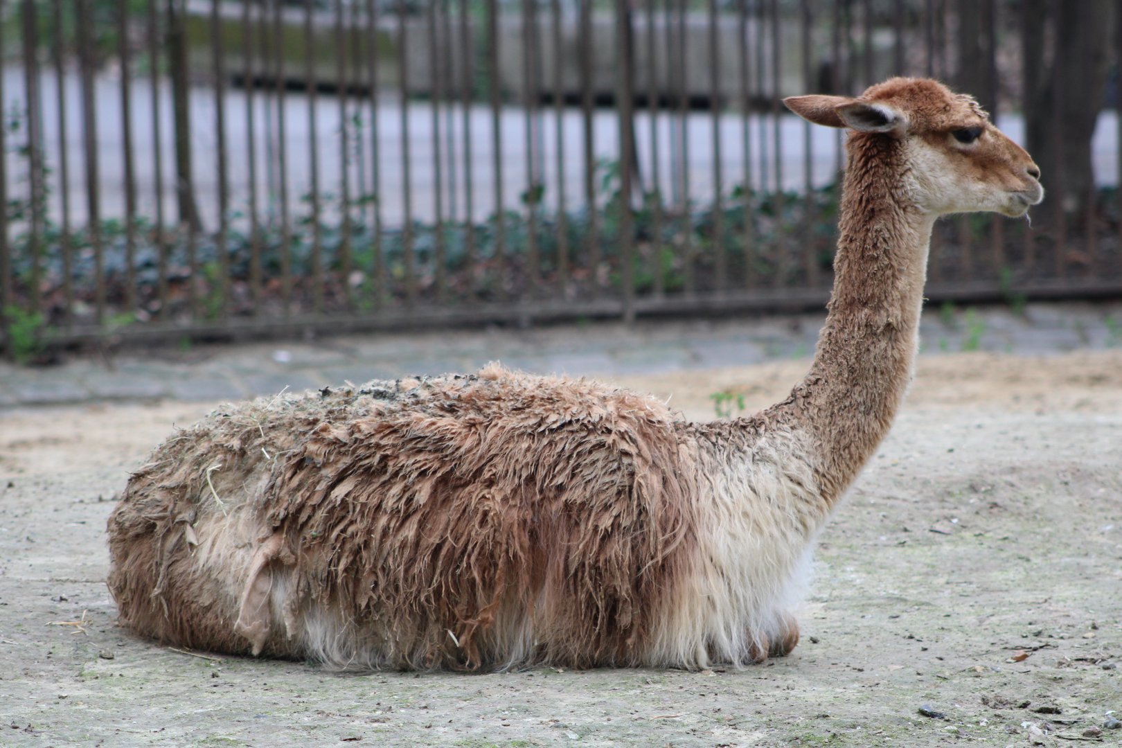 Vicuña (Lama vicugna)