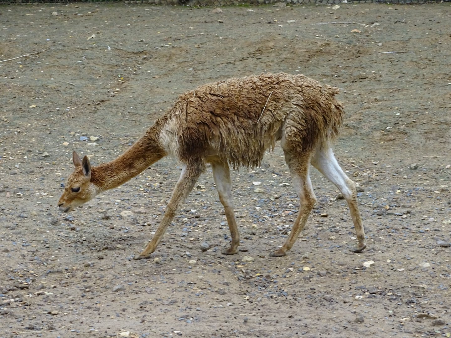 Vicuña (Lama vicugna)