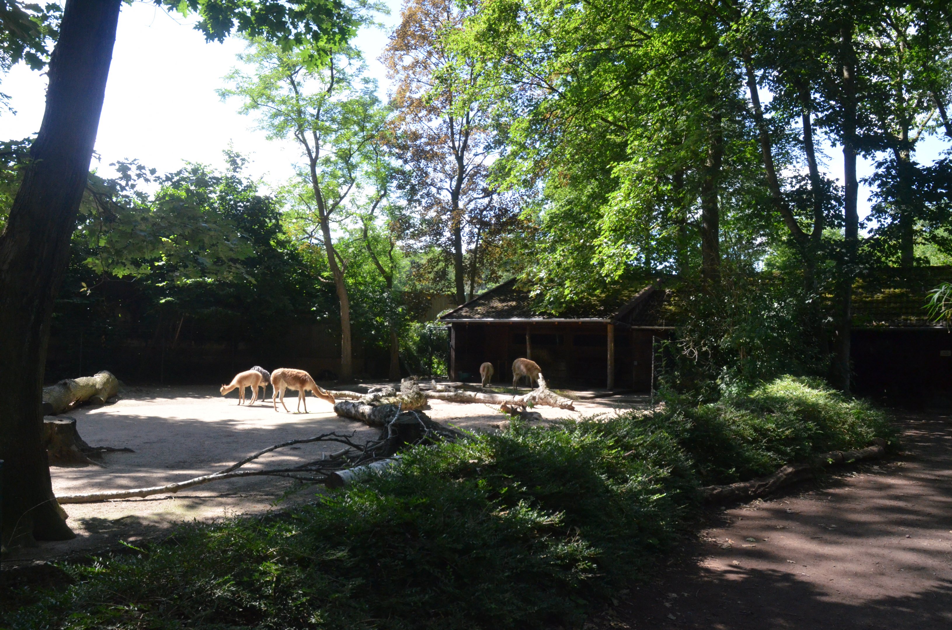 Vicuna, Mara and Rhea Enclosure at Duisburg, 17/06/19