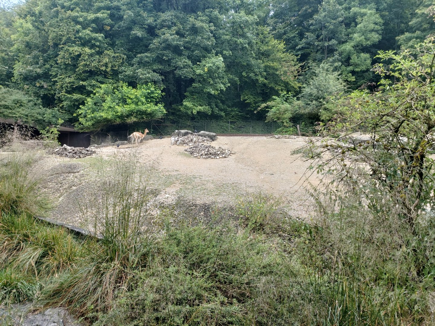 Vicuna outdoor enclosure