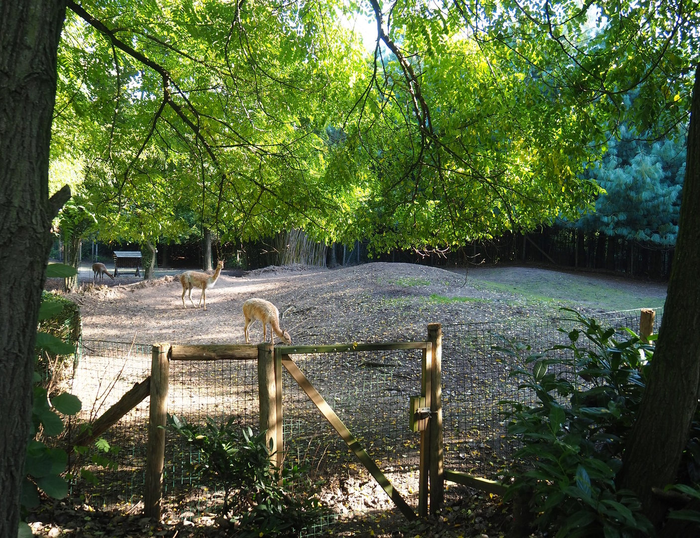 Vicuña paddock, 2022-10-09