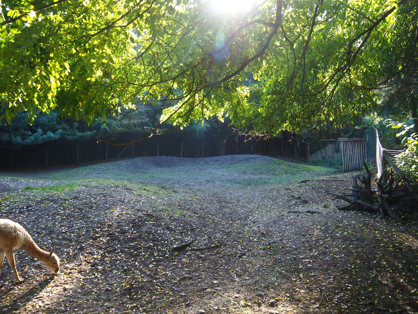 Vicuña paddock, 2022-10-09
