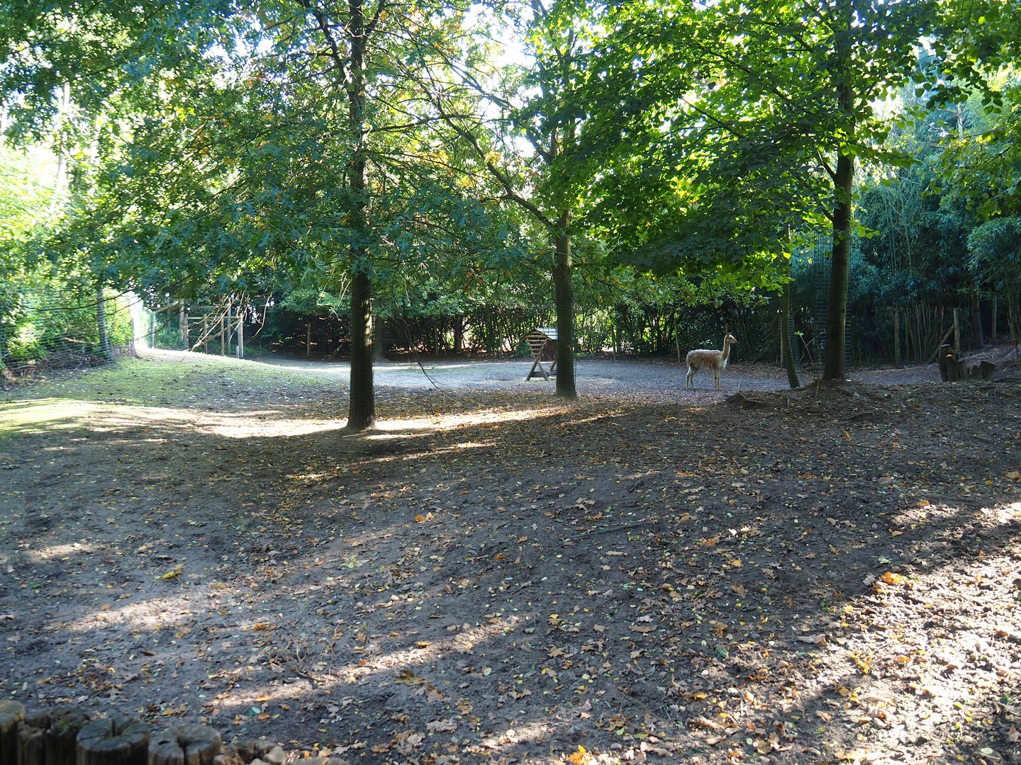 Vicuña paddock, 2022-10-09
