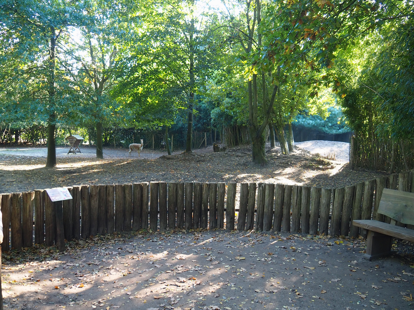 Vicuña paddock, 2022-10-09