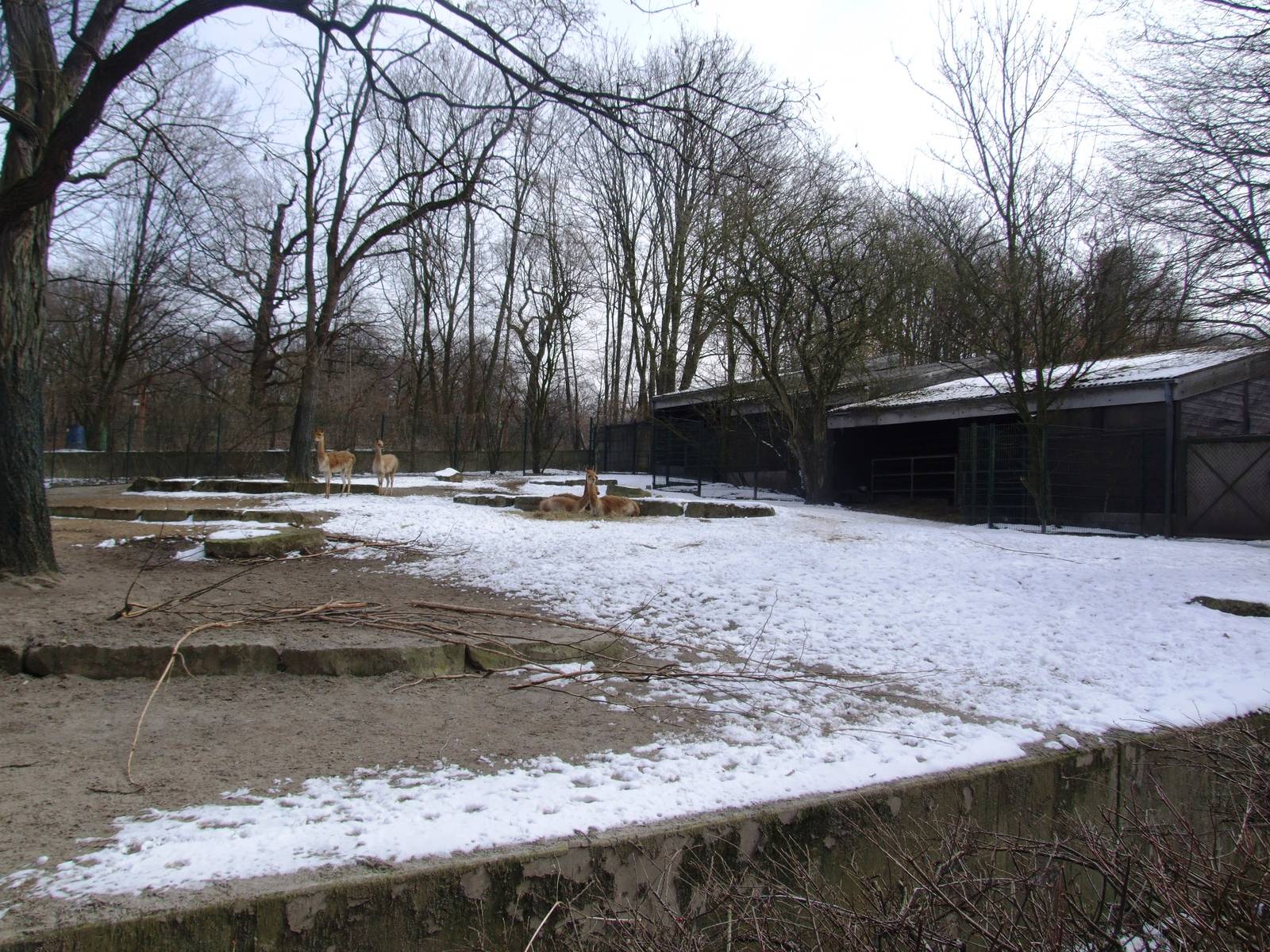 Vicuna Paddock at Hannover, 23/03/13