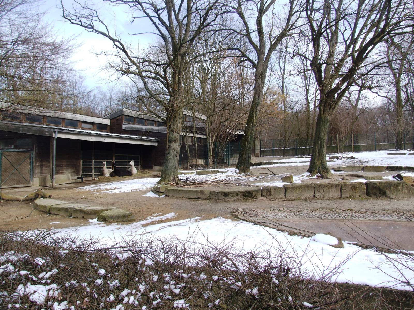 Vicuna Paddock at Hannover, 23/03/13