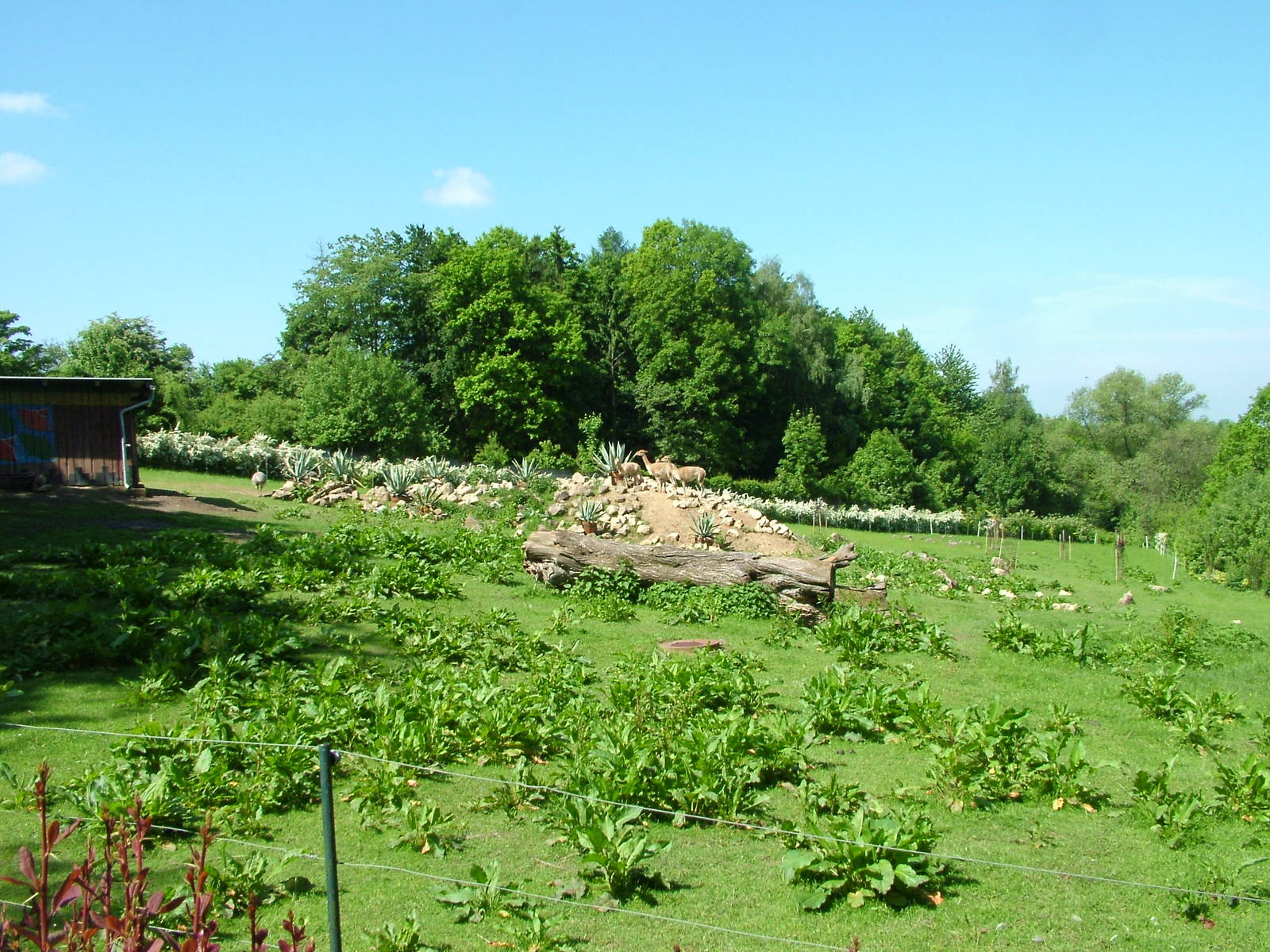 Vicuna paddock at Zlin, 28/05/10