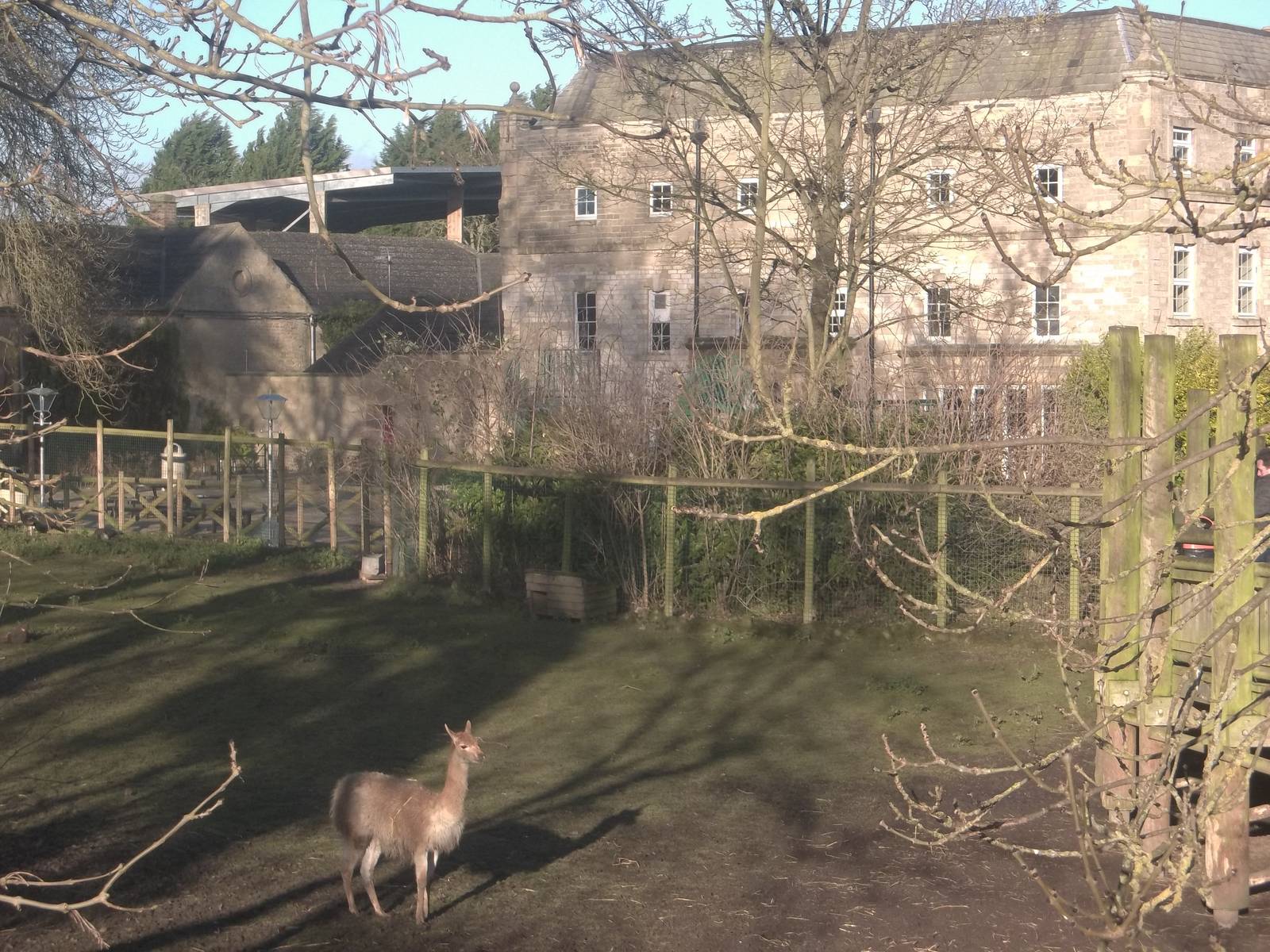 Vicuna paddock with hall behind, 2nd January 2015
