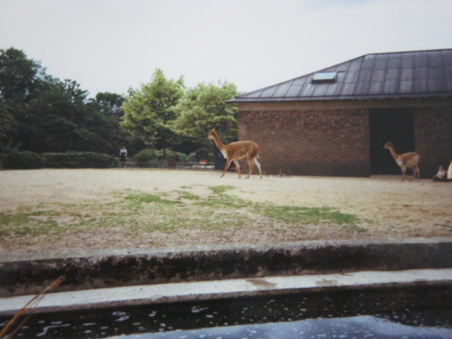 Vicuna pair on Cottons. 1990.