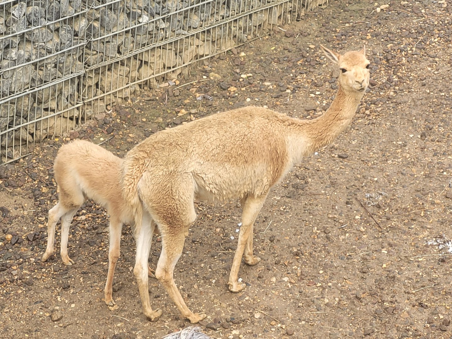 Vicuña -Parc Zoologique de Paris (2022)