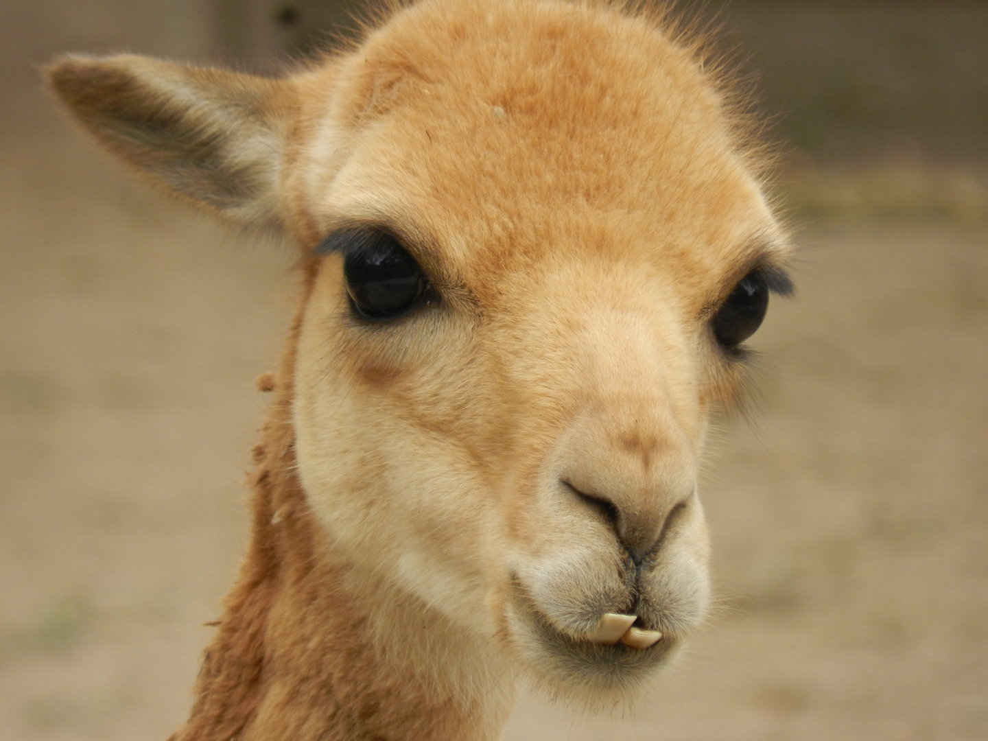 Vicuña - Parque Zoológico Huachipa